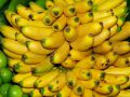 Chuối Ngự Nam Định – Món quà tiến Vua